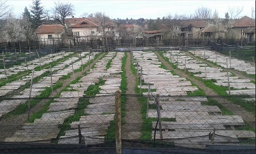 Natürliche Kosmetik mit Schneckenextrakt, briv