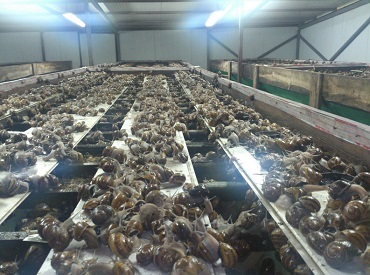 Natürliche Kosmetik mit Schneckenextrakt, briv