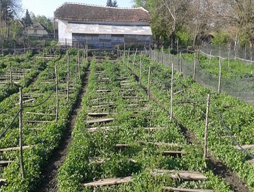 Natürliche Kosmetik mit Schneckenextrakt, briv